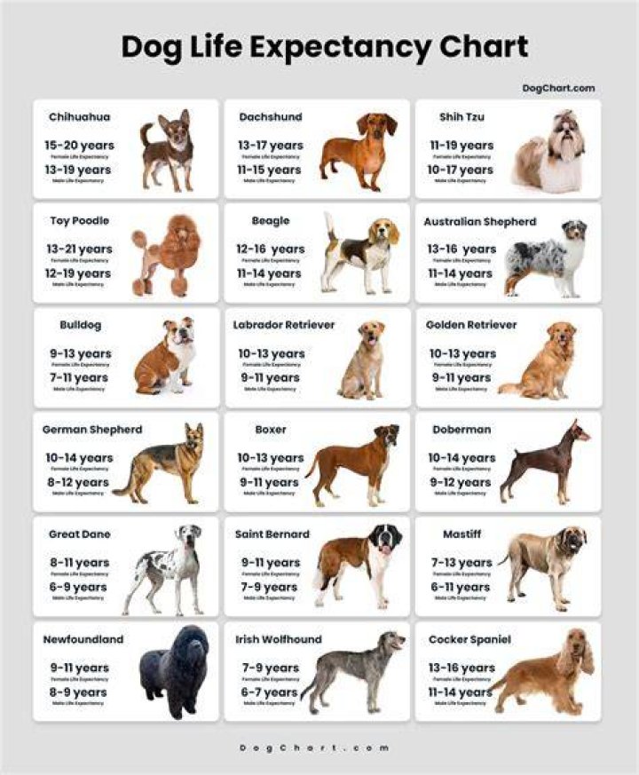 Alsation Life Expectancy: Understanding the Lifespan of This Majestic Breed