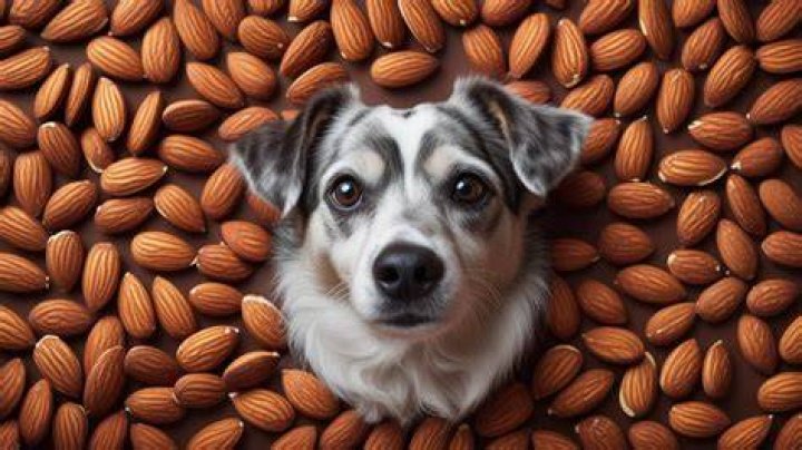 Are Almonds Safe for Dogs? A Comprehensive Guide for Pet Owners
