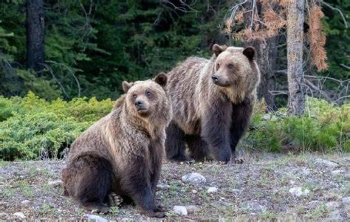 Are Brown Bear and Grizzly the Same? Unraveling the Mysteries of These Majestic Creatures