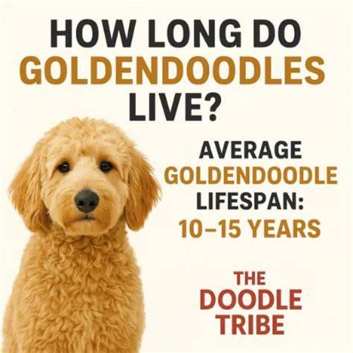 Average Lifespan of a Goldendoodle: A Comprehensive Guide for Owners