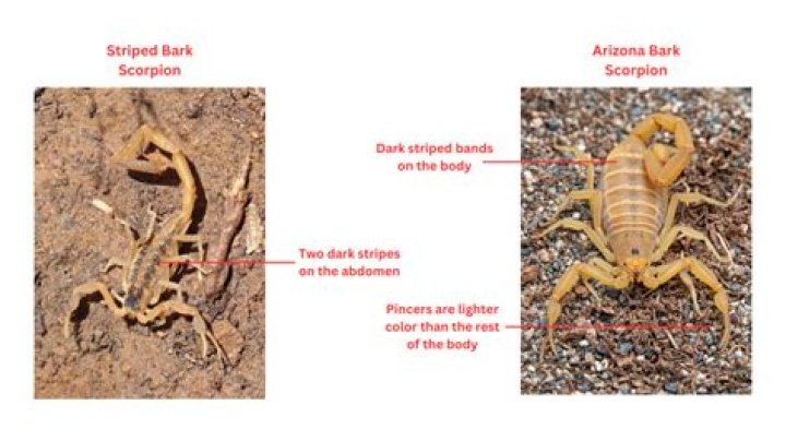 BarkCorpions Las Vegas: The Ultimate Guide to Understanding and Managing Bark Scorpions in Sin City