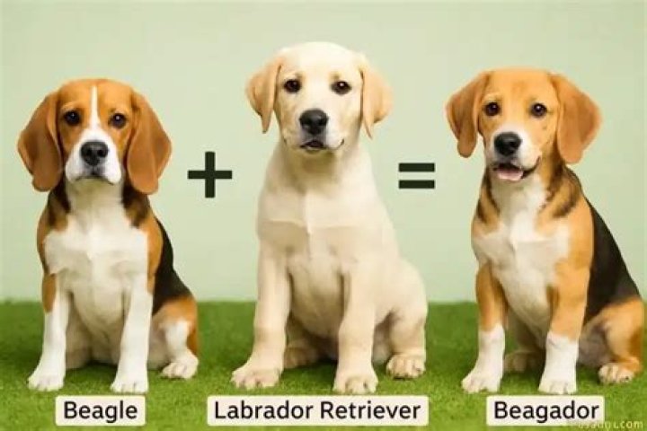 Beagle &amp; Labrador Retriever Mix: The Ultimate Guide to This Adorable Hybrid