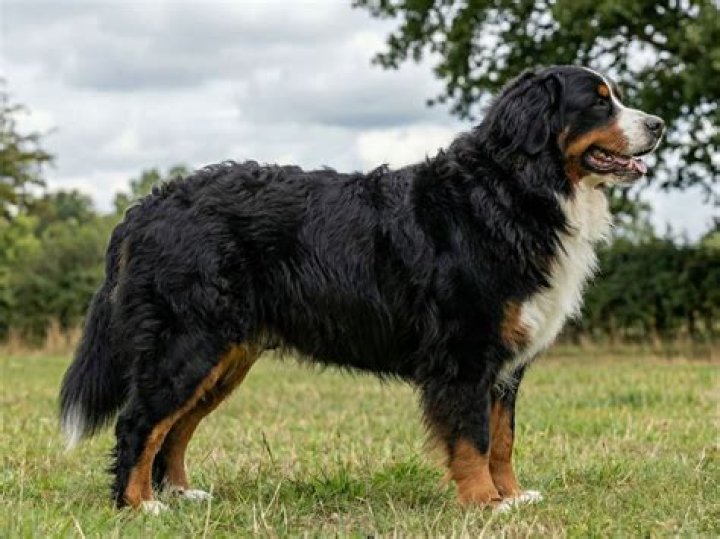 Berner: The Revolutionary Dog Breed Shaping Modern Families