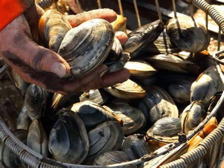 Bobs Clams Maine: The Ultimate Guide to Exploring Maine's Iconic Seafood
