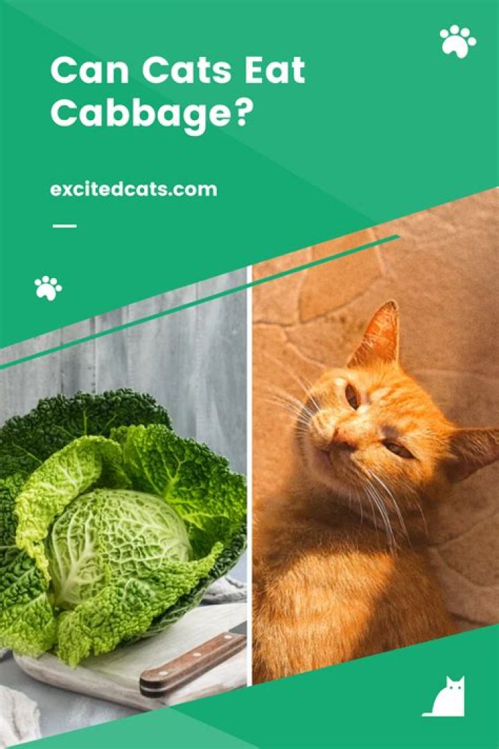 Can Cats Have Cabbage: A Comprehensive Guide for Cat Owners