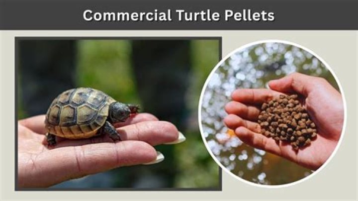 Commercial Turtle Food: A Comprehensive Guide for Optimal Turtle Health