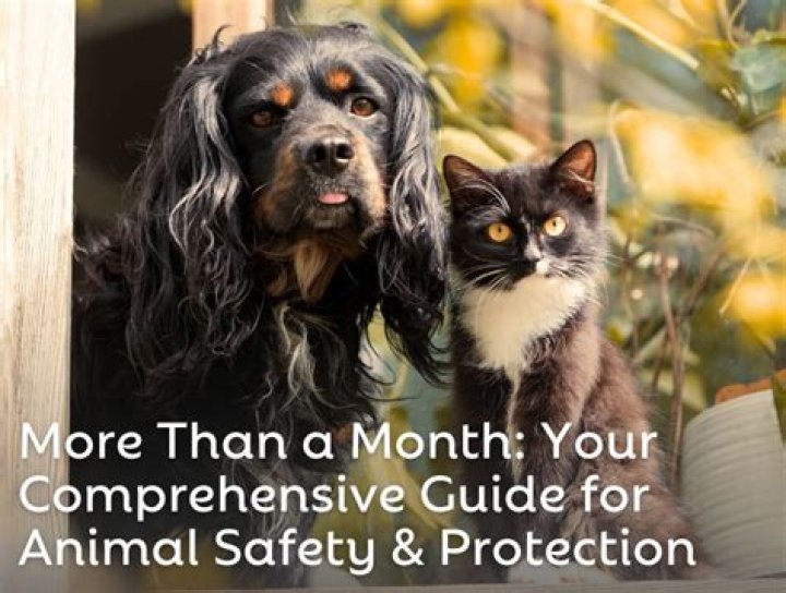 Comprehensive Guide to Animal Control in Dallas, Texas