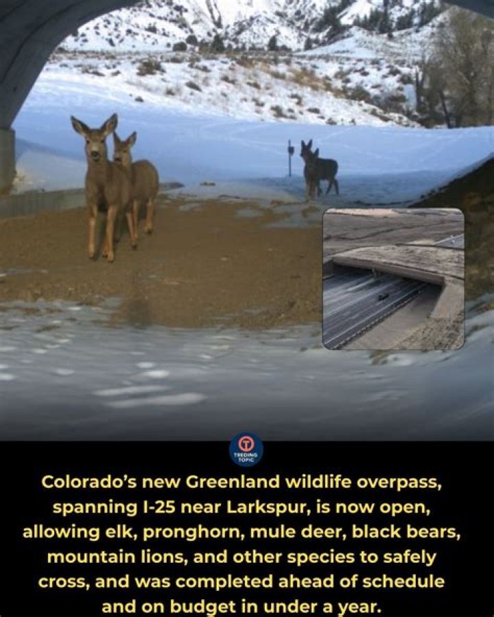 Discover the Natural Wonders of Colorado Parks and Reconnect with Wildlife