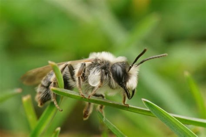 Do Andrena and Does End Up Together? Unraveling Their Journey