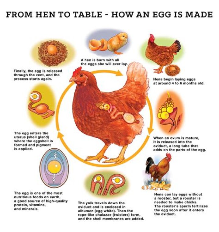 Do You Need a Rooster for Hens to Lay Eggs? A Comprehensive Guide