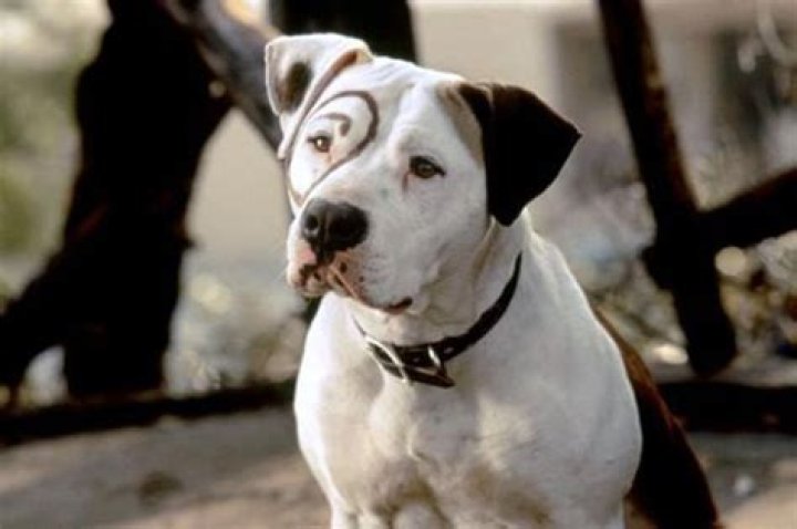 Dog of Little Rascals: A Comprehensive Look at Petey, the Iconic Character