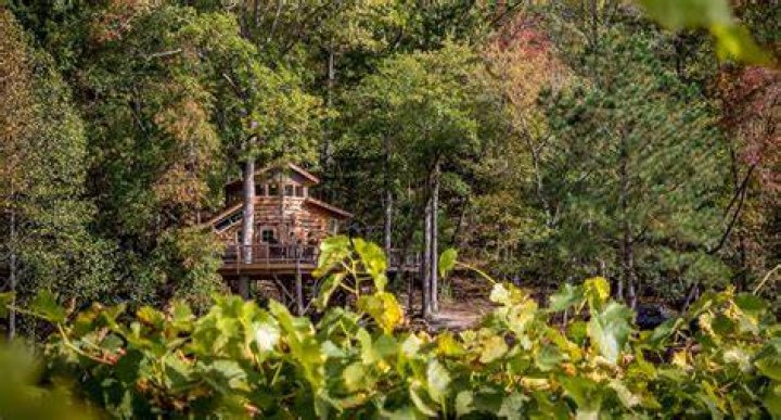 Exploring the Services Offered by Treehouse Vineyards: A Comprehensive Guide