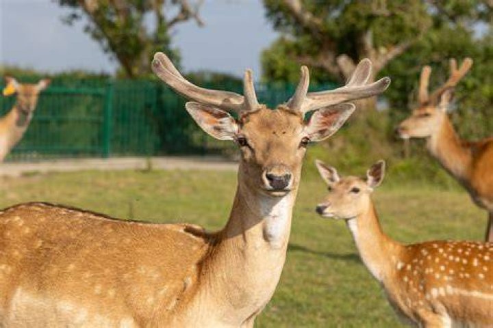 Exploring the Wonders of Millers Deer Park: A Must-Visit Destination
