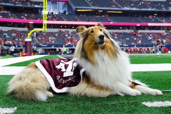 Exploring the World of VT Mascot: History, Significance, and Fun Facts
