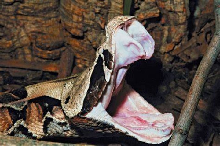 Gaboon Viper: The Stealthy Predator of the African Rainforest