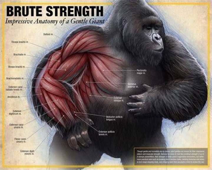 Gorillas Muscle: Unveiling the Strength and Power of Nature's Mighty Apes