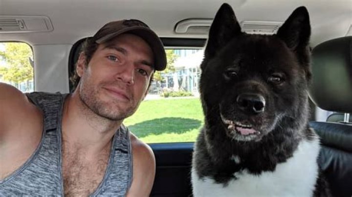 Henry Cavill's Dog Breed: A Comprehensive Guide to the Beloved Canine Companion