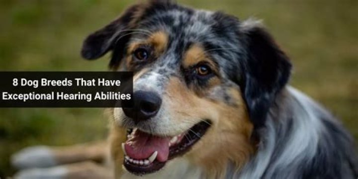How Good Is a Dog's Hearing? Unveiling the Incredible Auditory Abilities of Our Canine Companions
