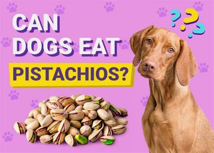 How Many Pistachios Can a Dog Eat: A Comprehensive Guide for Pet Owners