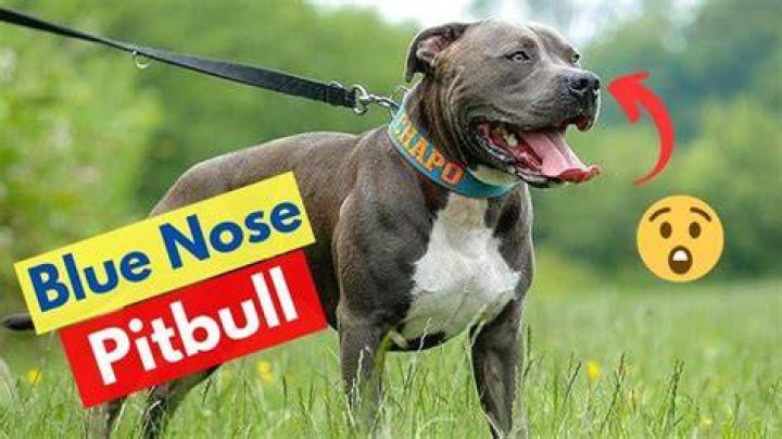 How Much Are Blue Nose Pitbulls Worth? Unveiling the True Value