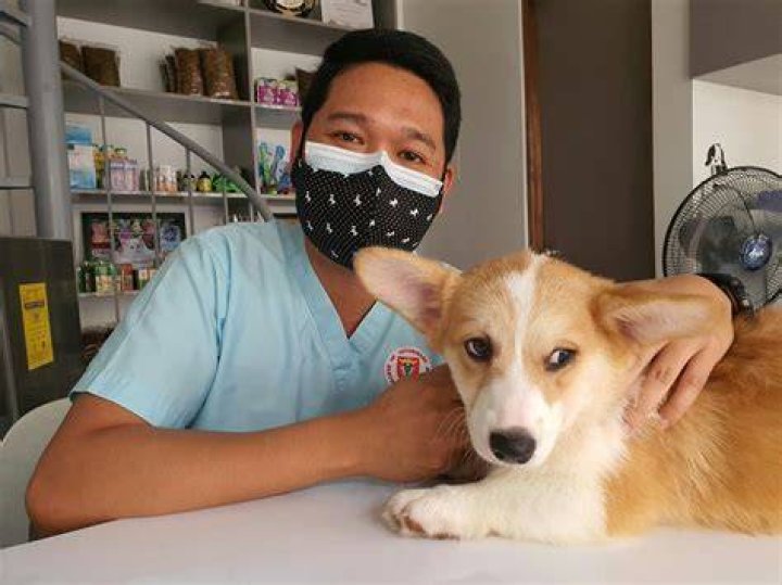 How Much Do Vet Techs Make in California: A Comprehensive Guide