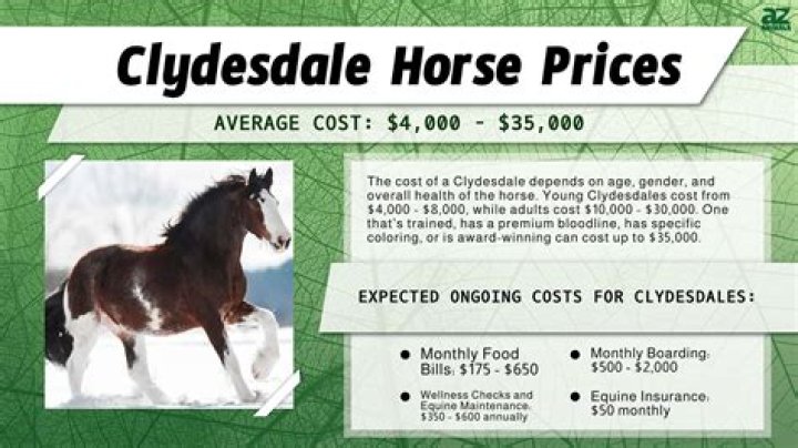How Much Does a Clydesdale Horse Cost? A Comprehensive Guide for Enthusiasts