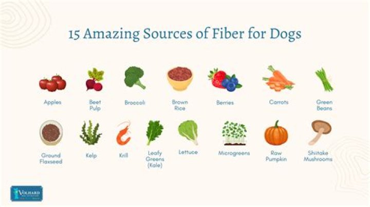 How to Give a Dog More Fiber: A Comprehensive Guide for Pet Owners