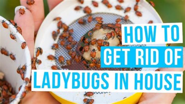 How to Prevent Ladybugs from Getting Inside: Comprehensive Guide for Homeowners