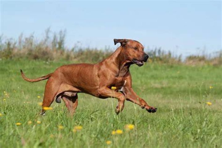 How to Train a Ridgeback Dog: A Comprehensive Guide