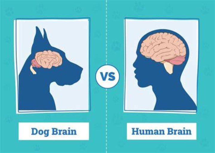 Human vs Dog Hearing: Exploring the Differences and Similarities
