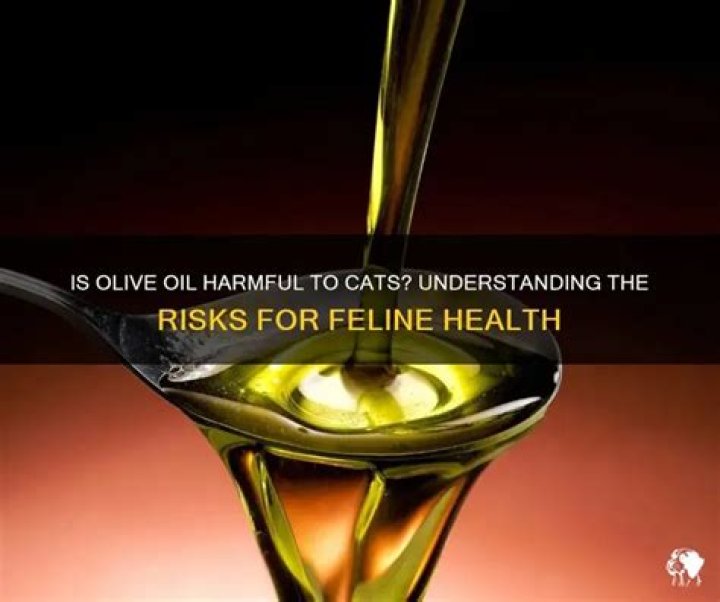 Is Olive Oil Harmful to Dogs? Understanding the Facts and Risks