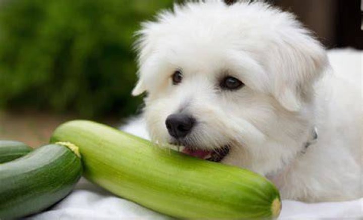 Is Zucchini Bad for Dogs? A Comprehensive Guide for Pet Owners