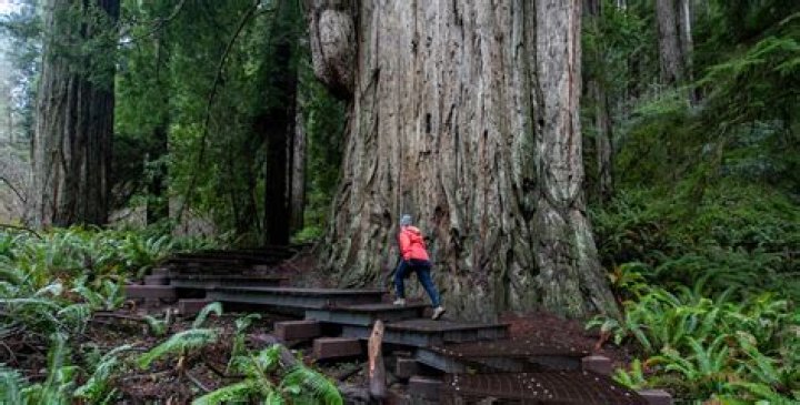 Jedediah Smith Redwood State Park: A Majestic Wilderness in California