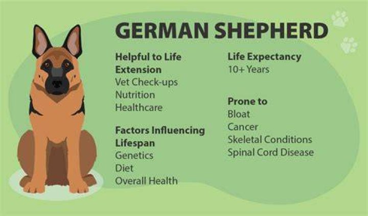 Life Expectancy of German Shepherds: A Comprehensive Guide