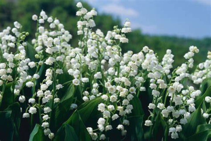 Lily of the Valley Poison: A Comprehensive Guide to Its Dangers and Effects