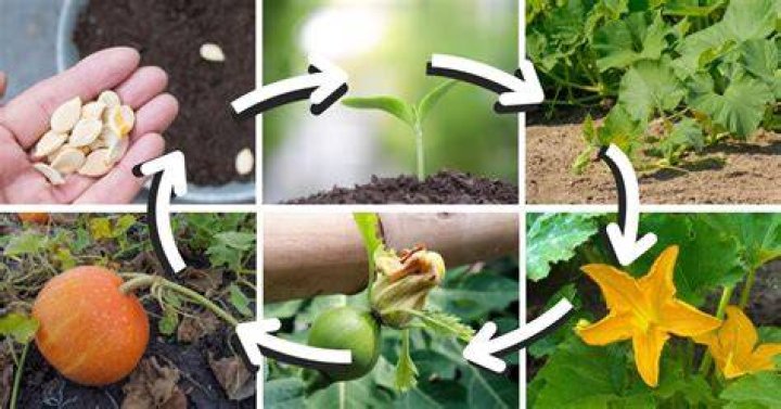Mastering Pumpkin Growing Stages: A Comprehensive Guide for Success
