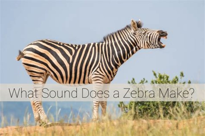 Noise Zebra Makes: Exploring the Unique Sounds of These Striped Wonders
