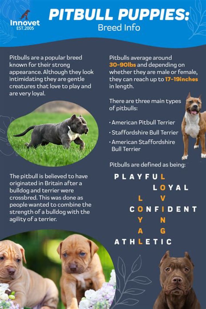 Pitbull PSI: Everything You Need to Know About This Powerful Breed