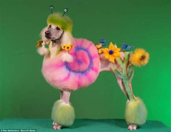 Poodle Art Grooming: Unleashing Your Dog's Inner Artist