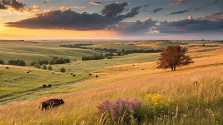 Prairie Preserve: Exploring the Beauty and Importance of North America&rsquo;s Grasslands