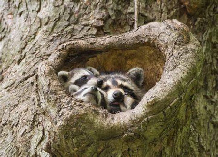 RaccoonSleeping: Understanding the Fascinating World of Raccoons and Their Sleeping Habits