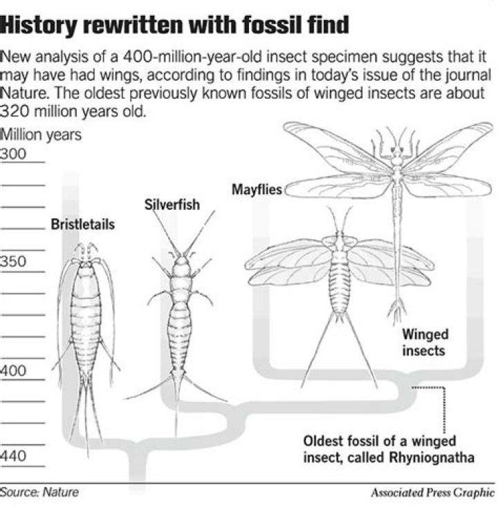 Rhyniognatha Fossil: Unveiling the Secrets of Earth's Earliest Insects