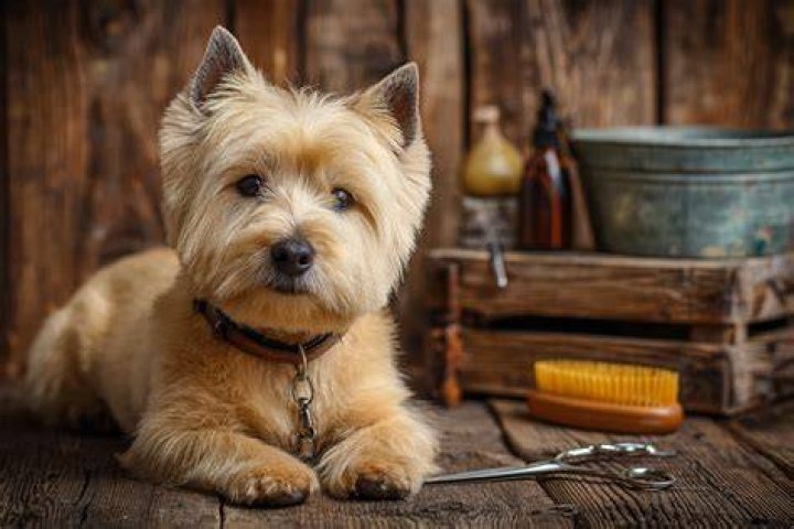 Russian Terrier Grooming: A Comprehensive Guide to Keep Your Companion Looking and Feeling Great