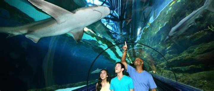 Six Flags Marine World Discounts: Save Big on Thrills and Adventures