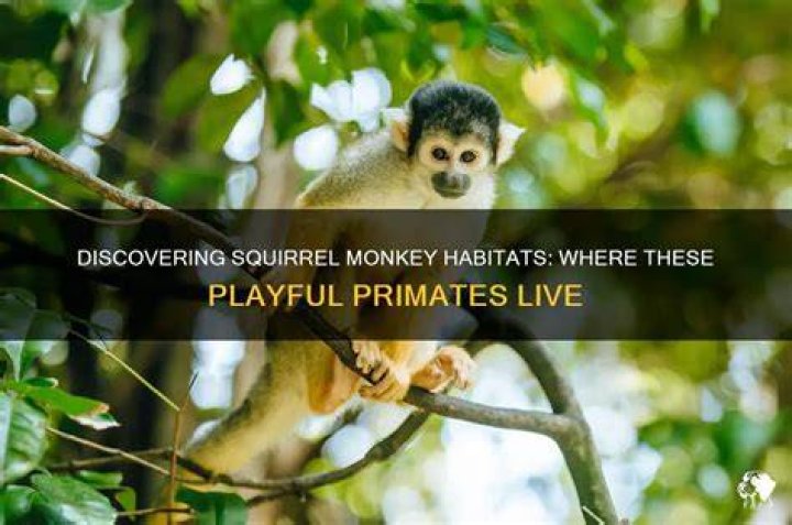 Squirrel Monkey Forell: Discovering the Fascinating World of These Playful Primates