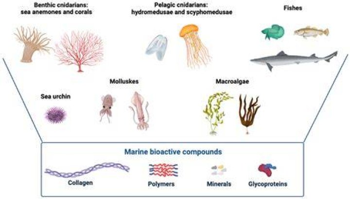 Taleocoles: A Comprehensive Guide to Understanding This Unique Marine Organism