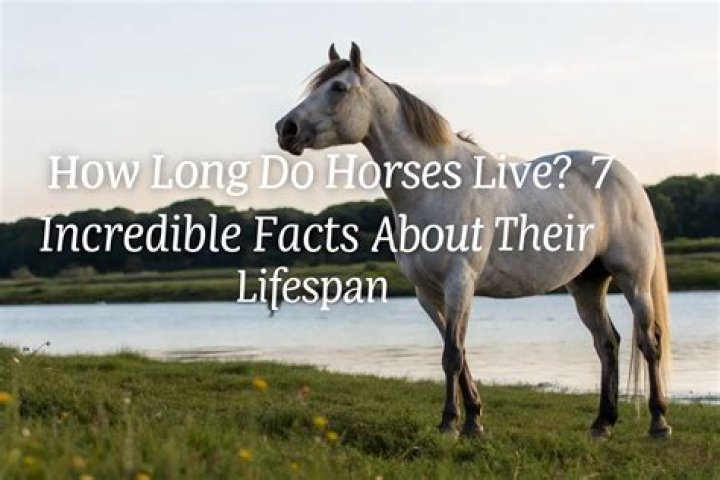 The Fascinating Lifespan of Horses: A Comprehensive Guide