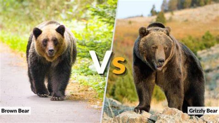 The Key Difference Between Brown Bear and Grizzly: A Comprehensive Guide