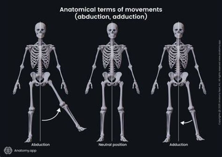Understanding Abduction and Adduction: A Comprehensive Guide