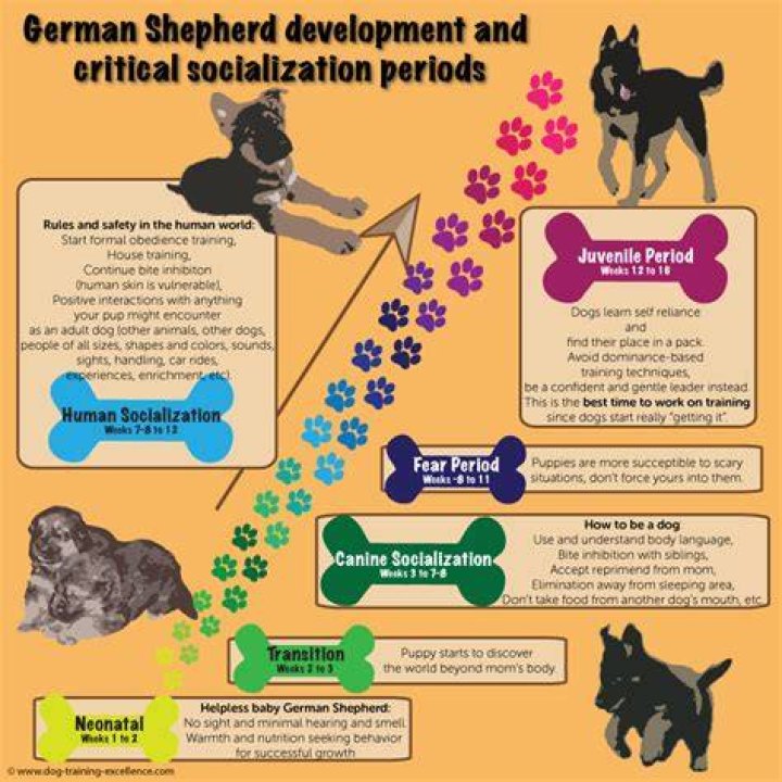 Understanding the German Shepherd Life Cycle: A Comprehensive Guide